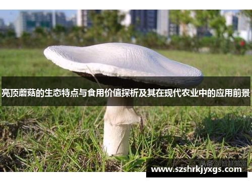 亮顶蘑菇的生态特点与食用价值探析及其在现代农业中的应用前景